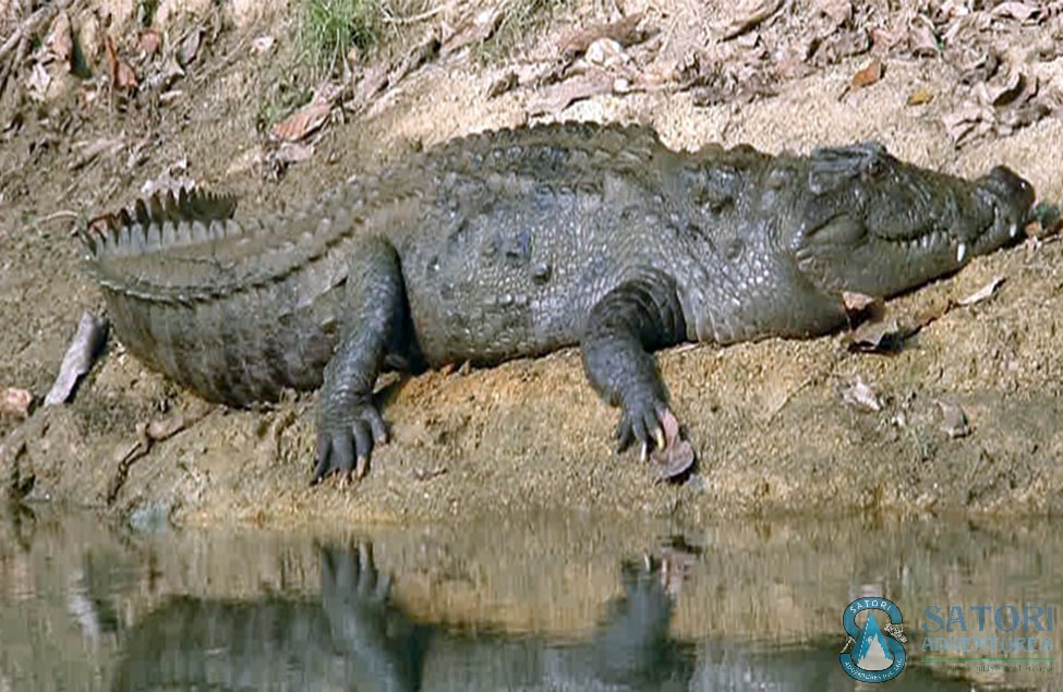 1 night 2 days chitwan package