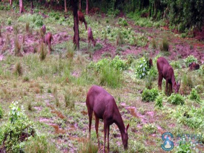 2 nights 3 days chitwan