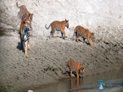 Bardiya Jungle Safari