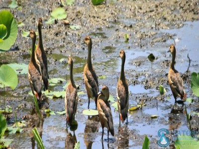 Bird watching in nepal