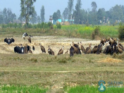 Koshi Tappu wildlife