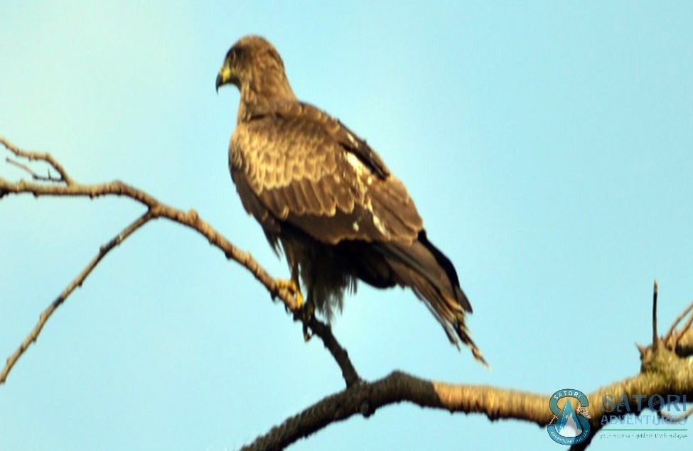 Bird watching in nepal
