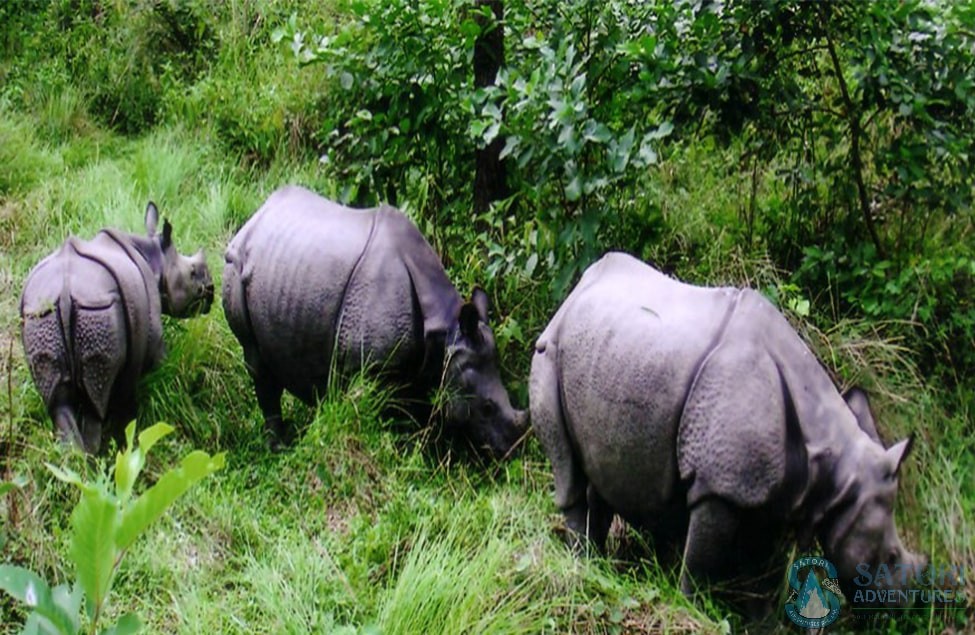 gokyo lake trek-mountain flight-jungle safari-pokhara tour