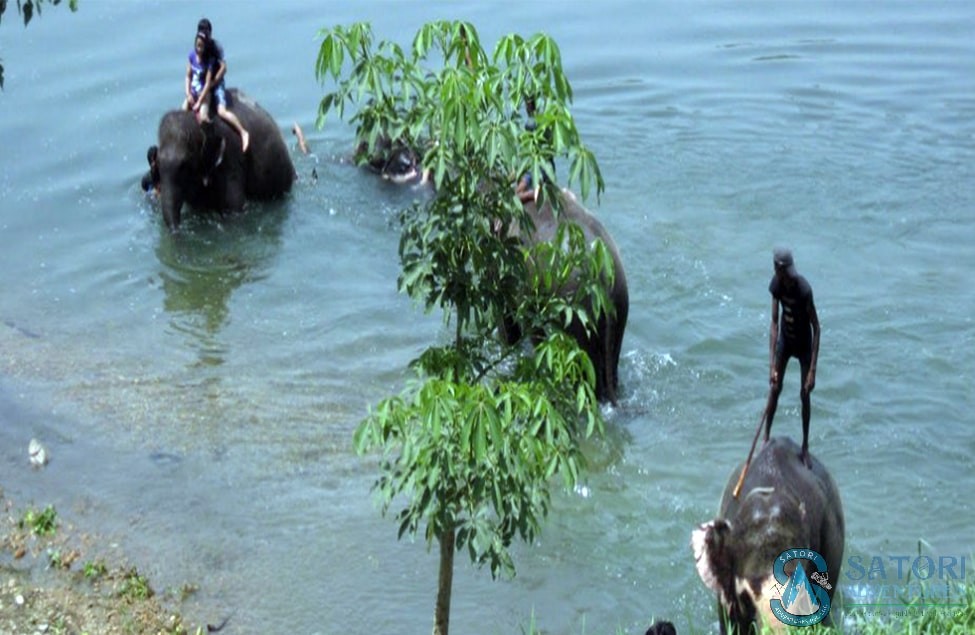 Koshi Tappu wildlife